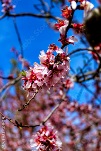 Pink Almond trees in bloom under blue sky