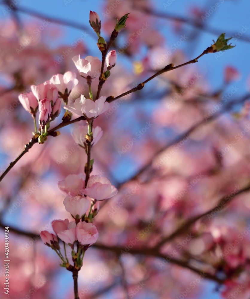 Obraz premium Ciliegi in fiore