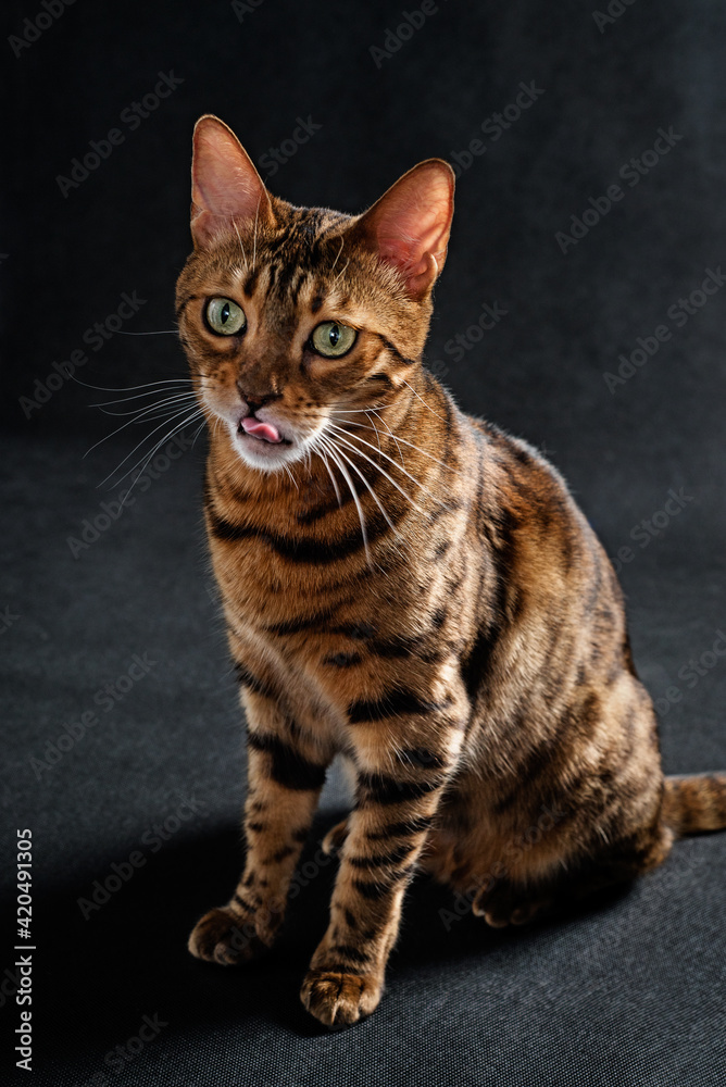 Portrait of a domestic Bengal cat. Kitten sits on a black background and shows tongue