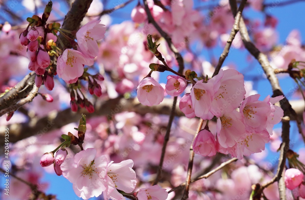 Obraz premium Ciliegi in fiore