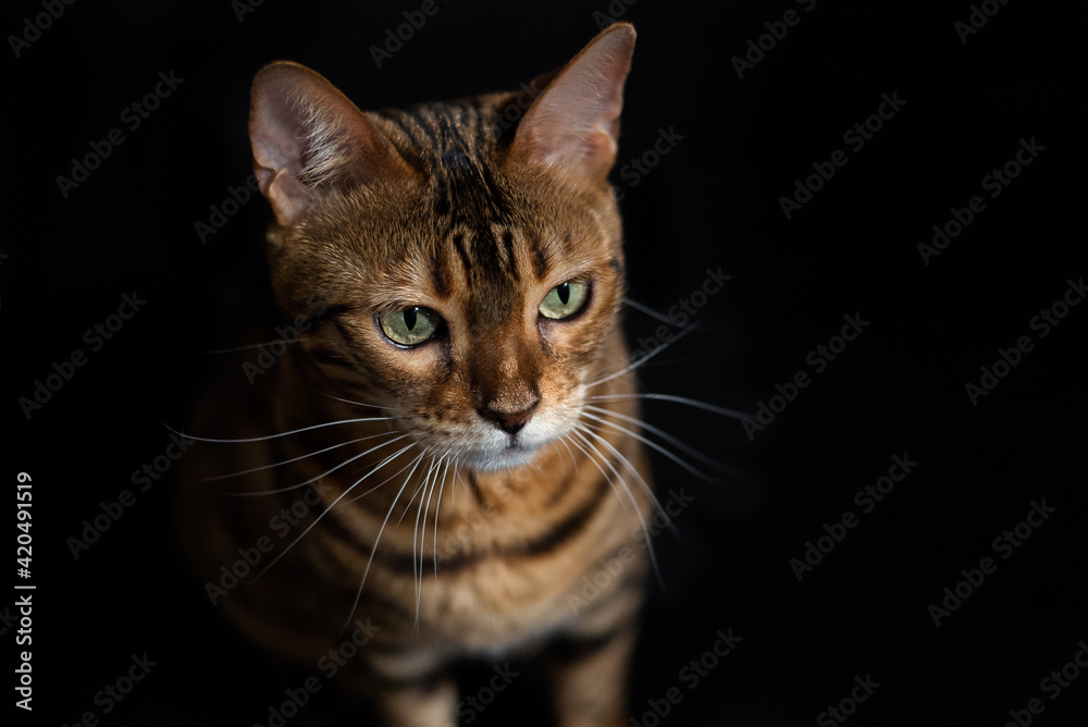 Portrait of a Bengal domestic cat on a black background.