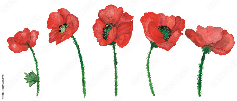Fototapeta premium Watercolor hand painted nature floral set composition with red poppy wid flowers on green stem collection isolated on the white background for design elements and cards