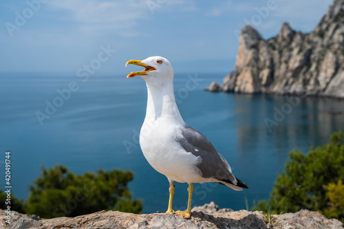 Close-up portrait of white Seagull with wide open yellow beak. The Larus Argentatus or the European herring gull