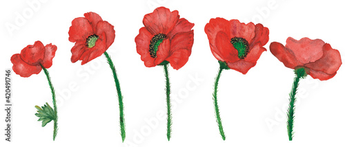 Watercolor hand painted nature floral set composition with red poppy wid flowers on green stem collection isolated on the white background for design elements and cards