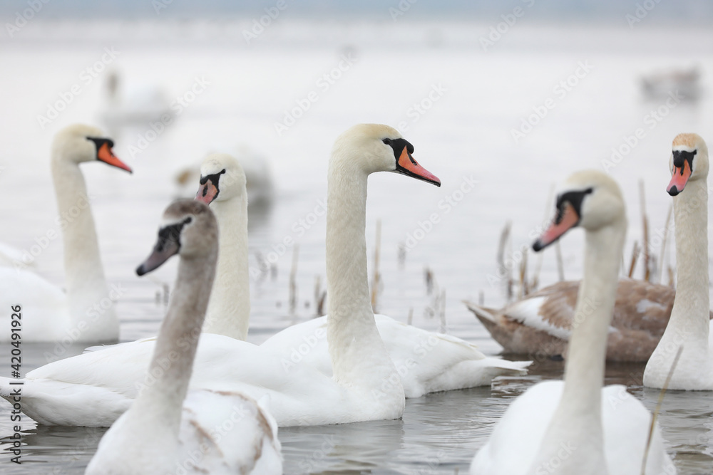 White swan flock in spring water. Swans in water. White swans. Beautiful white swans floating on the water. swans in search of food. selective focus White swan flock in spring water. Swans in water. White swans. Beautiful white swans floating on the water. swans in search of food. selective focus