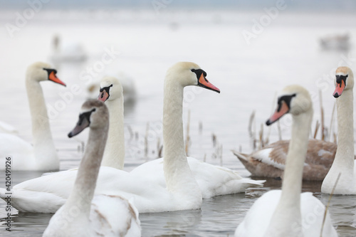 White swan flock in spring water. Swans in water. White swans. Beautiful white swans floating on the water. swans in search of food. selective focus