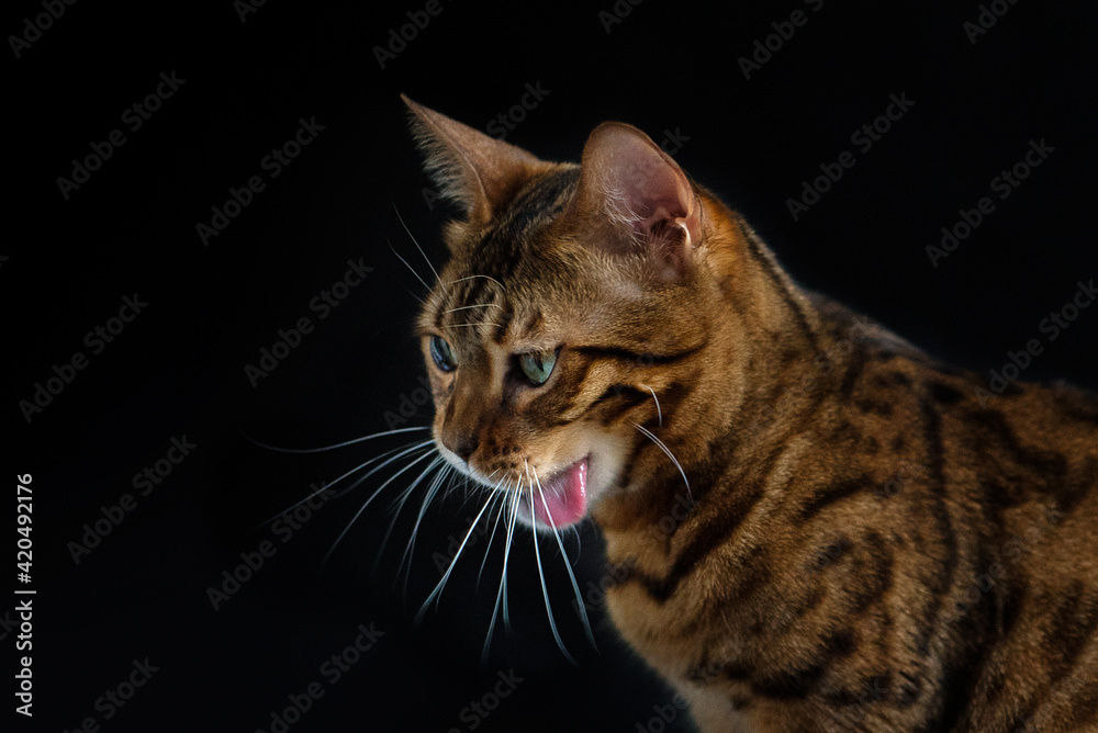 Bengal domestic cat sits on a black chair on a black background. portrait of an animal. Kitten yawns