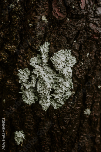 Nature on a tree bark