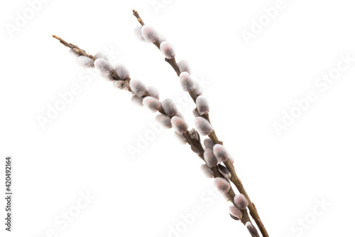 pussy willow branch isolated