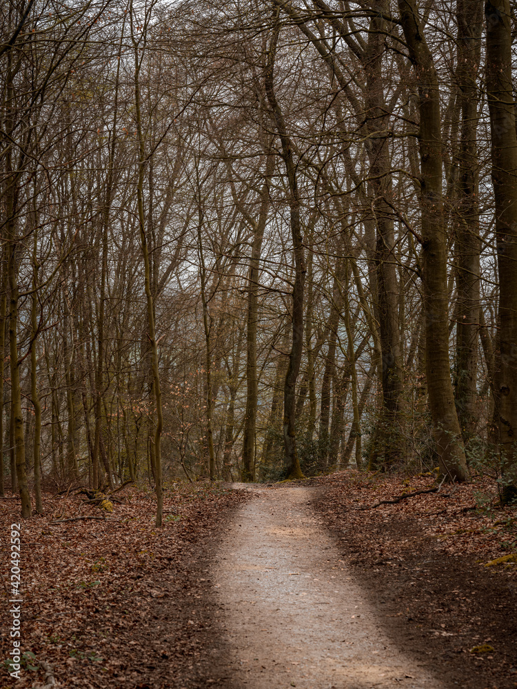 A walk through the forest at the Ruhrtalhang am Auberg in Muelheim an der Ruhr, North Rhine-Westphalia, Germany