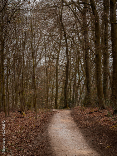 A walk through the forest at the Ruhrtalhang am Auberg in Muelheim an der Ruhr, North Rhine-Westphalia, Germany