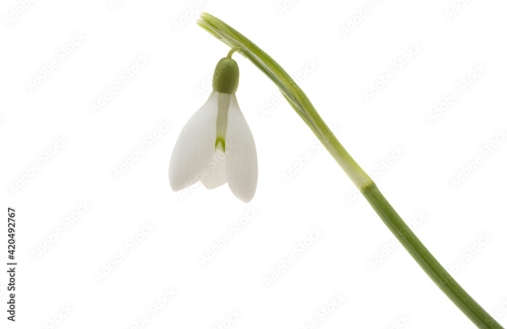 Snowdrop flower isolated Snowdrop flower isolated