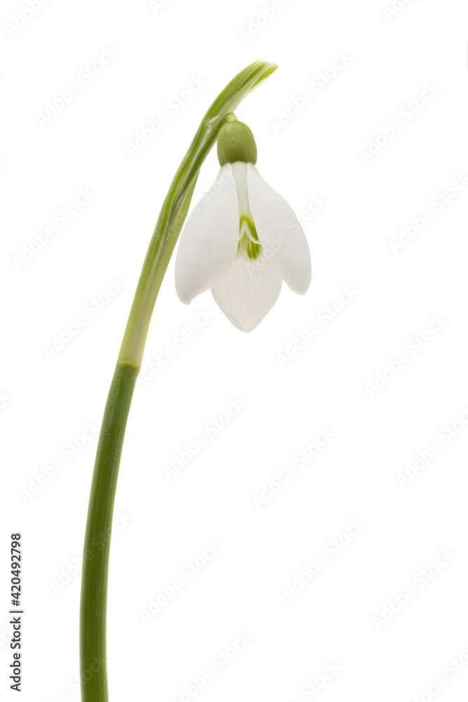Snowdrop flower isolated Snowdrop flower isolated