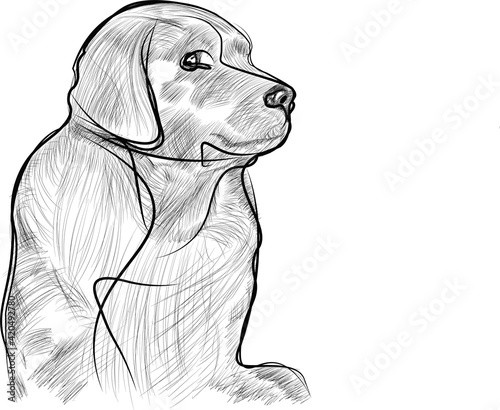 black Lab vector line drawing on white background
