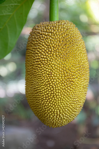Jack fruit. Bali. Indonesia.