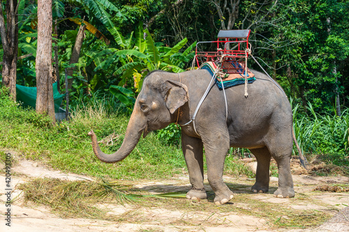 Elephant for tourist ride in elephant camp on the island Koh Phangan Thailand