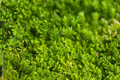 background of green moss texture closeup