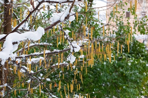 alder branches with catkins under the snow