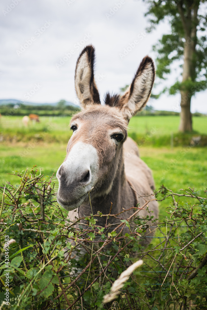 Donkey Donkey