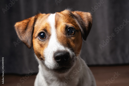 Jack Russell Terrier at studio © filin174