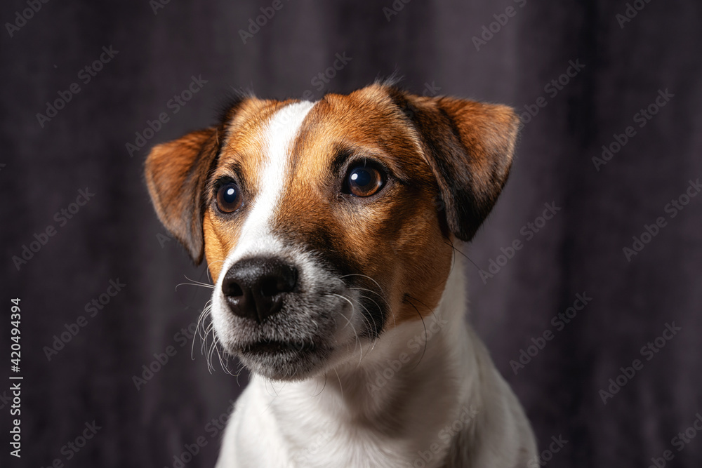 Jack Russell Terrier Dog. Studio shot. Moody dark lighting, dark background