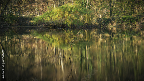 A tree inside a lake, seen in the Oefter Tal nature reserve in Essen, North Rhine-Westphalia, Germany