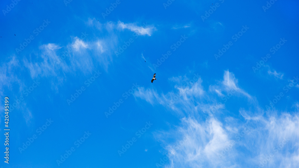 Beautiful sky background. Best Natural Sky clouds. Hazy small cirrostratus. Beautiful cirrocumulus and cumulus cloud formations on sunny afternoon contrasted against the blue sky.