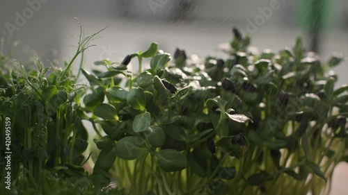 Wallpaper Mural microgreen with fresh stems close up, organic sprouts germinated are watered with sprinkler in slow motion Torontodigital.ca