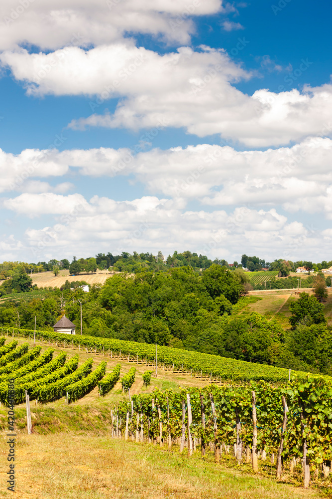 vineyard in south Jurancon, France