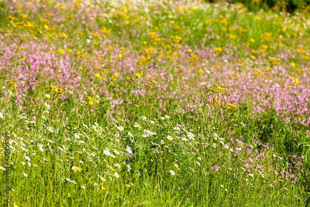 meadow near village Vernasca, Italy