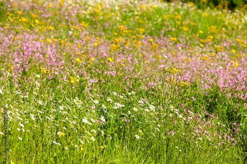 meadow near village Vernasca  Italy