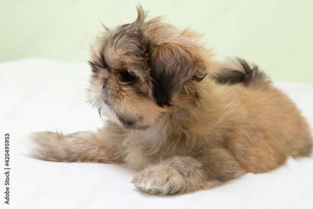 Puppy of the breed Pekingese puppy of the breed playing on the bed. Puppy of the breed Pekingese puppy of the breed playing on the bed.