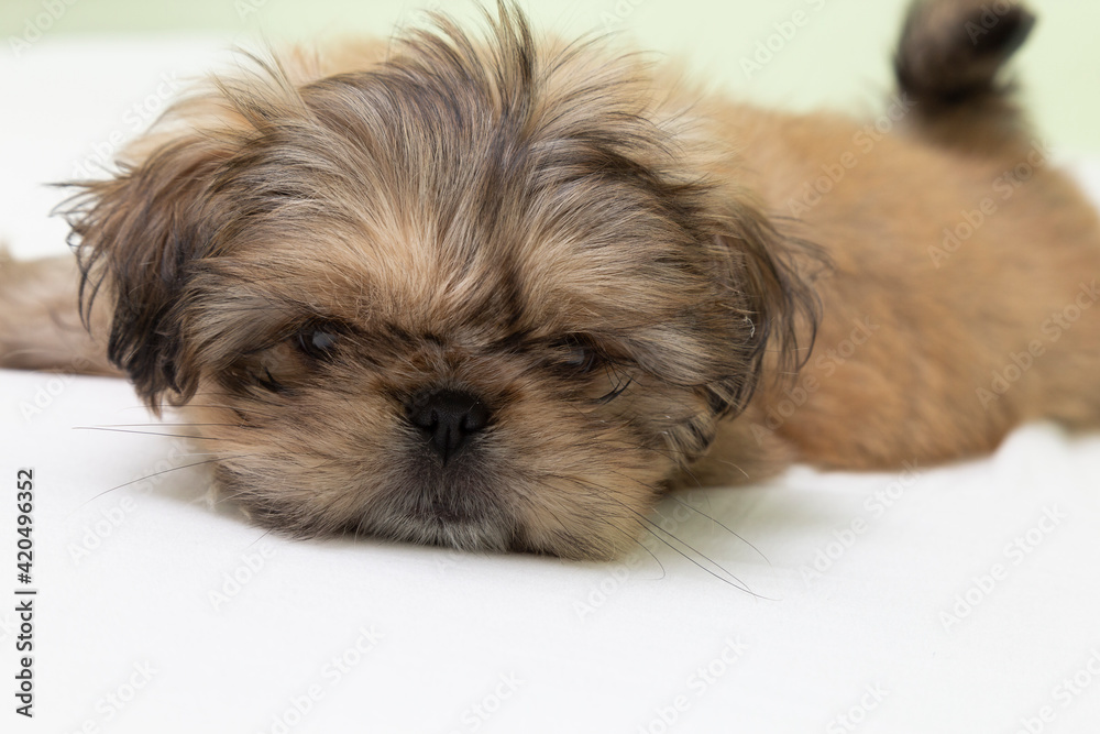 Pekingese dog with his face on the bed with a thoughtful face. Pekingese dog with his face on the bed with a thoughtful face.