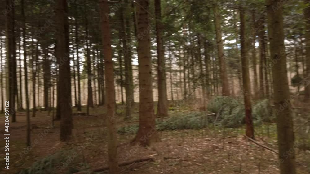 Panning shot in the forest early spring real time cloudy daytime Panning shot in the forest early spring real time cloudy daytime
