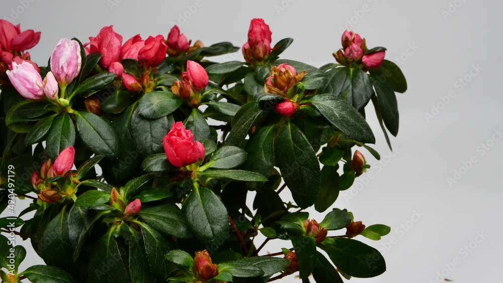 Beautiful composition of spring flowers. Bouquet of red Rhododendron. Valentine's Day, Easter, Birthday, Happy Women's Day, Mother's Day. Beautiful composition of spring flowers. Bouquet of red Rhododendron. Valentine's Day, Easter, Birthday, Happy Women's Day, Mother's Day.