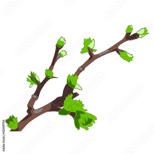 spring branches