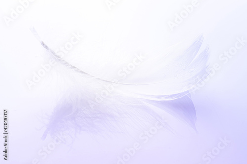 Fototapeta Naklejka Na Ścianę i Meble -  Feather falling. Nature abstract bird feather texture closeup on white background in macro photography. Glamorous sophisticated airy artistic image on soft blurred background.