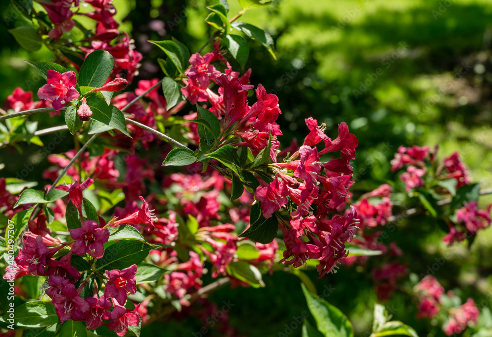 Flowering Weigela Bristol Ruby. Selective focus and close-up of beautiful bright pink weigela flowers against evergreen in garden. Flower landscape for nature wallpaper. There is a place for text. Flowering Weigela Bristol Ruby. Selective focus and close-up of beautiful bright pink weigela flowers against evergreen in garden. Flower landscape for nature wallpaper. There is a place for text.