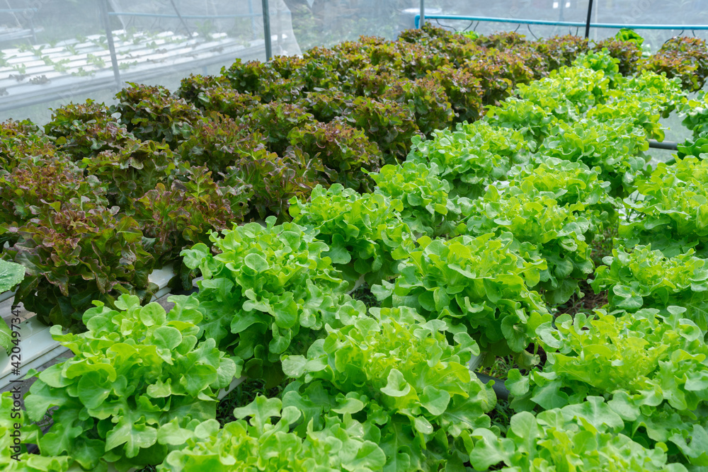 green oak and red oak hydroponics plant in farmer , salad ingredients , vegetation concept , vegetarian idea , healthy & diet idea