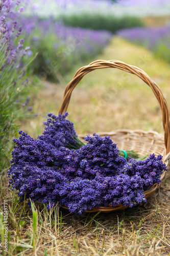 Detaiil of blossoming lavender purple flowers, close-up photo