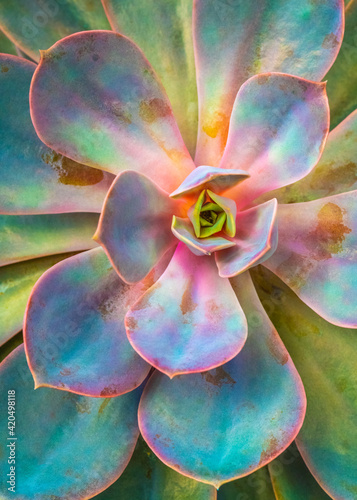 Euphorbia
