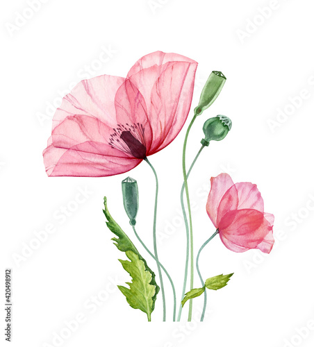 Watercolor Poppy flowers. Summer field flowers with green leaves. Floral artwork with detailed petals. Realistic botanical illustration