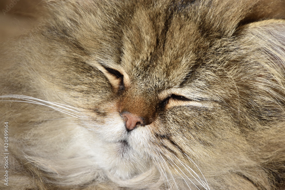 Fototapeta premium chat persan