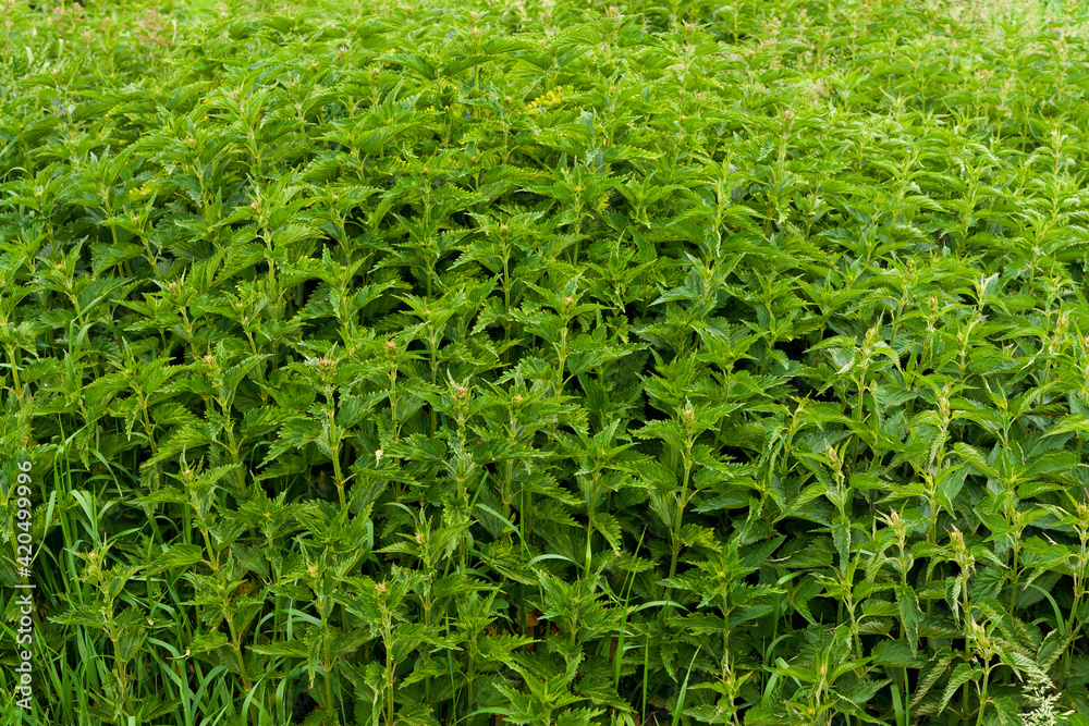Dense thickets of nettles. Dense thickets of nettles.