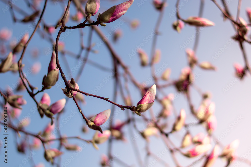 Closed buds of magnolia tree. Beautiful nature scenery in the blue sky. Closed buds of magnolia tree. Beautiful nature scenery in the blue sky.