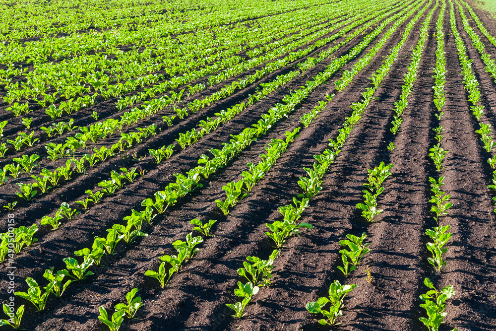 Young sprouts of sugar beet on the field. Young sprouts of sugar beet on the field.