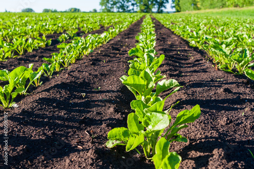 Young sprouts of sugar beet on the field.