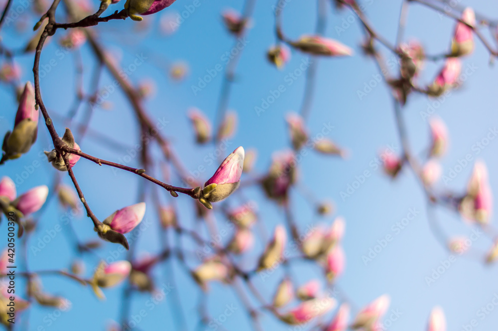 Closed buds of magnolia tree. Beautiful nature scenery in the blue sky. Closed buds of magnolia tree. Beautiful nature scenery in the blue sky.
