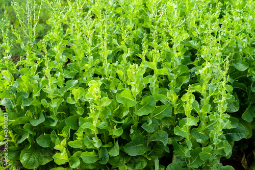 Growth of lettuce in the vegetable garden.