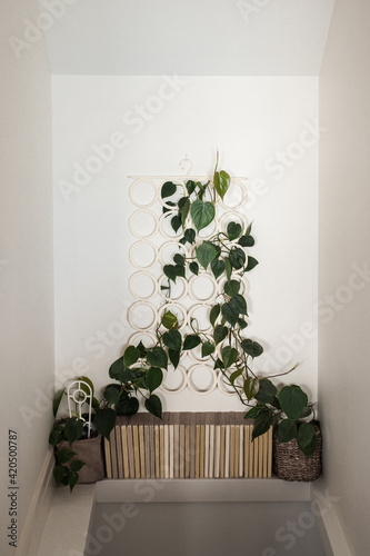 climbing plants and books photo